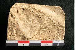 Foto (Detailansicht) von Salix caprea L. (NHMW-GEO-2024-0188-11609)